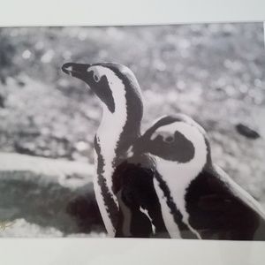 Safari photo penguins